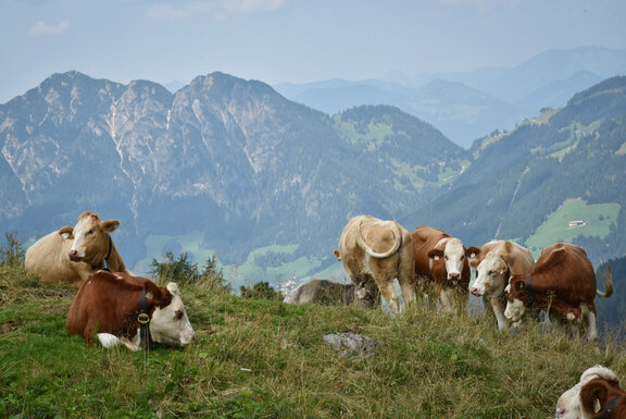 Kühe am Wiedersbergerhorn© Alpbachtal Tourismus, Gabriele Grießenböck Kühe am Wiedersbergerhorn© Alpbachtal Tourismus, Gabriele Grießenböck